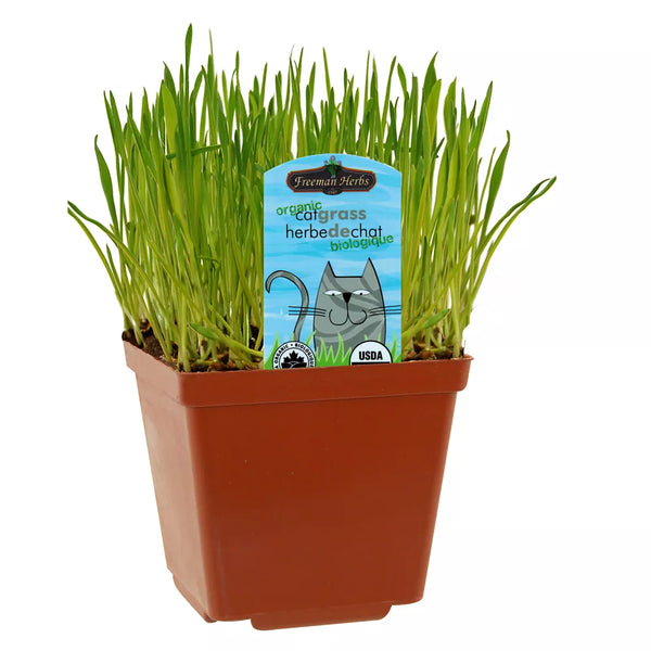 Freeman Herbs Living Cat Grass - Organic
