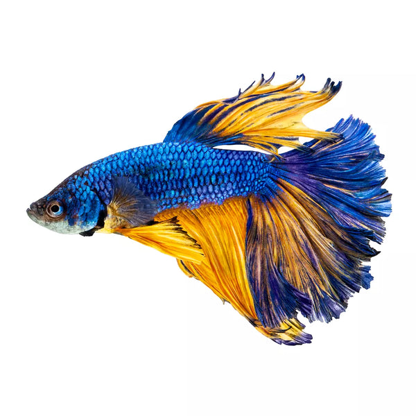 Blue Mustard Male Betta Fish
