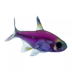 GloFish® Purple Pristella Tetra Fish