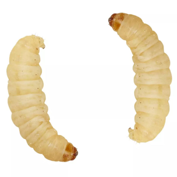 Live Waxworms