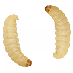Live Waxworms