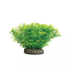 GloFish® Java Moss Plant