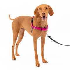 PetSafe® Easy Walk Harness, No Pull Dog Harness