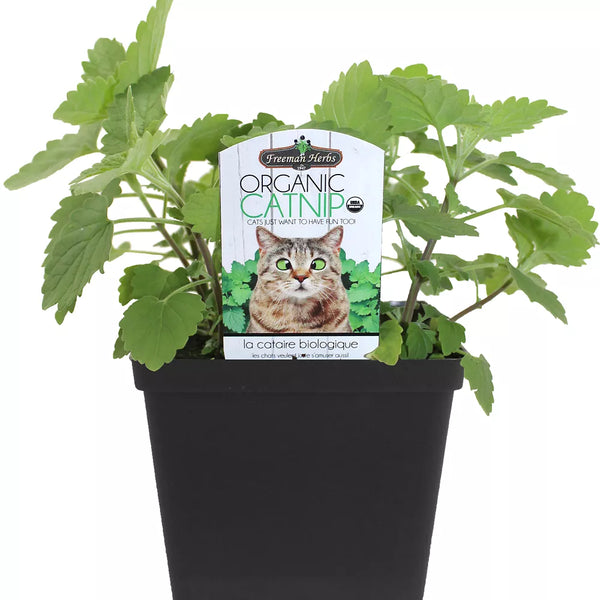 Freeman Organics Catnip Live Plant Cat Treat