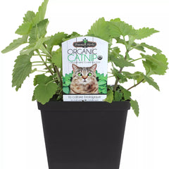 Freeman Organics Catnip Live Plant Cat Treat