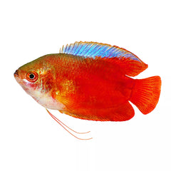Fire Red Honey Gourami