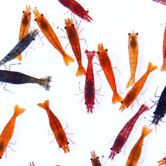 Assorted Fancy Shrimp