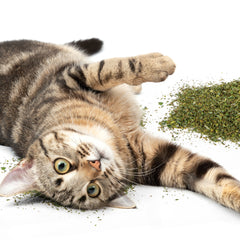 Cat grass, natural, pure and potent