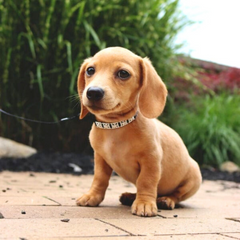 Coastal Jewelled Dog Collar – Dazzling Everyday Collar