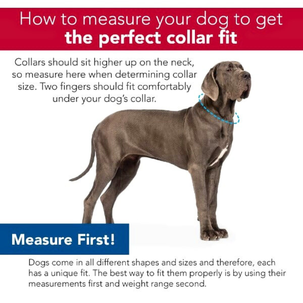 Coastal Pink Dog Collar Double Ply Nylon – Secure Everyday Wear