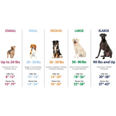 Coastal Sunburst Puppy Collar – Fits 38 x 10 and 38 x 12 Sizes