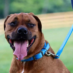 Double Ply Nylon Dog Collar Pink – Coastal Strong Fit