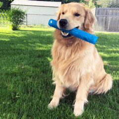 Gnawsome Crinkle Stick – Fun Noisy Chew Toy for Puppies & Small Dogs