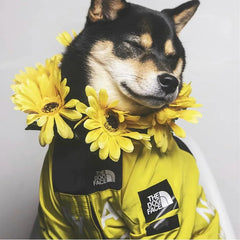 Dog wind and rain coat