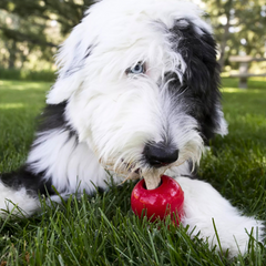 KONG Ziggies Treat – Tasty, Digestible Chew for KONG Toys