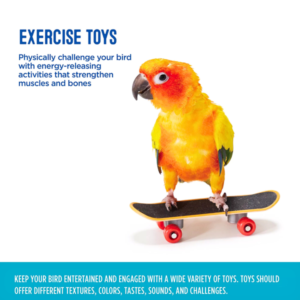 Skateboard Bird Toy by All Living Things – Interactive Bird Fun