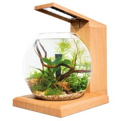 Sleek Fluval Lív Aquarium Starter Kit – 1.6 Gal Teak Look