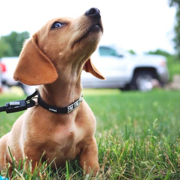 Sparkle Nylon Pet Collar – Coastal Jewelled Edition