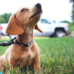 Sparkle Nylon Pet Collar – Coastal Jewelled Edition