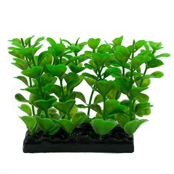 Fish Gear Foreground Green Water Clover Aquarium Plant (4")
