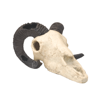 Fish Gear Rams Skull Aquarium Ornament