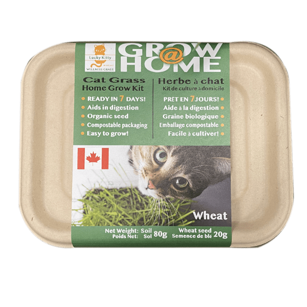 Lucky Kitty Grow @ Home Cat Grass Home Grow Kit; Wheat