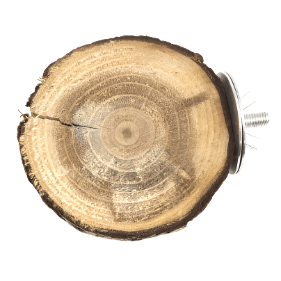 Moss Hollow Trunk Perch