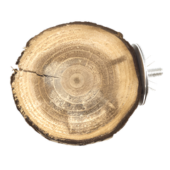 Moss Hollow Trunk Perch