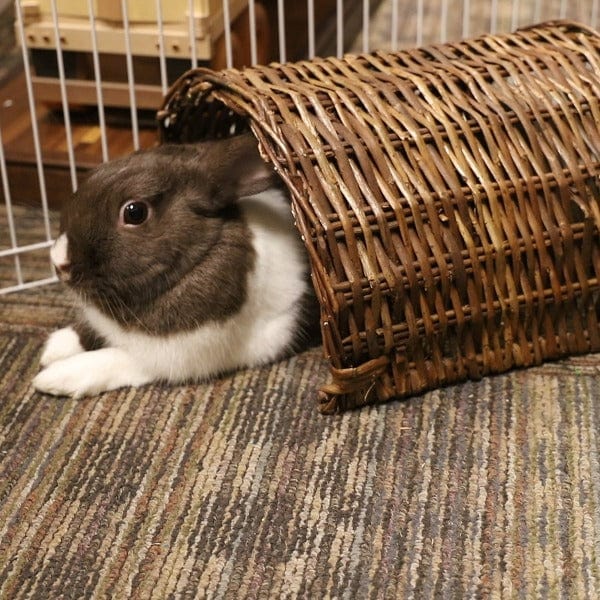 Moss Hollow Twig Tunnel